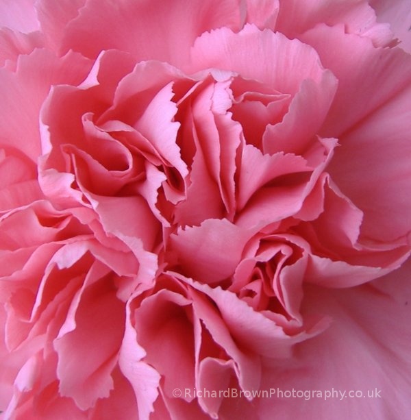 photo of Carnation Up Close